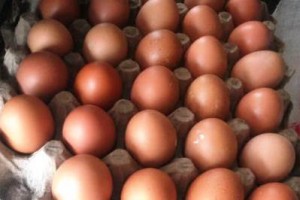Telur Ayam